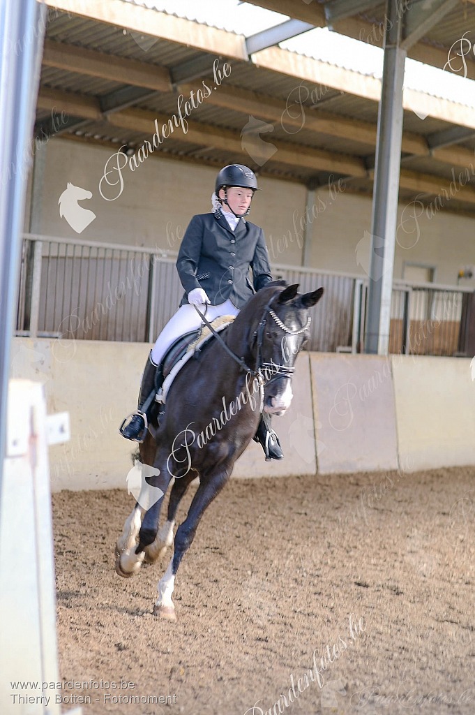 Photographe Fotograaf Equestre Paardenfotograaf Paardenfotos