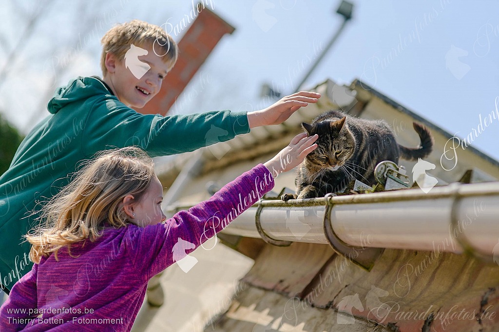 Photographe Fotograaf Equestre Paardenfotograaf Paardenfotos